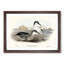 Little Blue Penguins by Elizabeth Gould - Picture Frame Painting Print-55580766-55580761