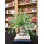 Feather Fern Arrangement with Shells