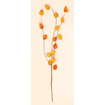 Fleur de lanterne