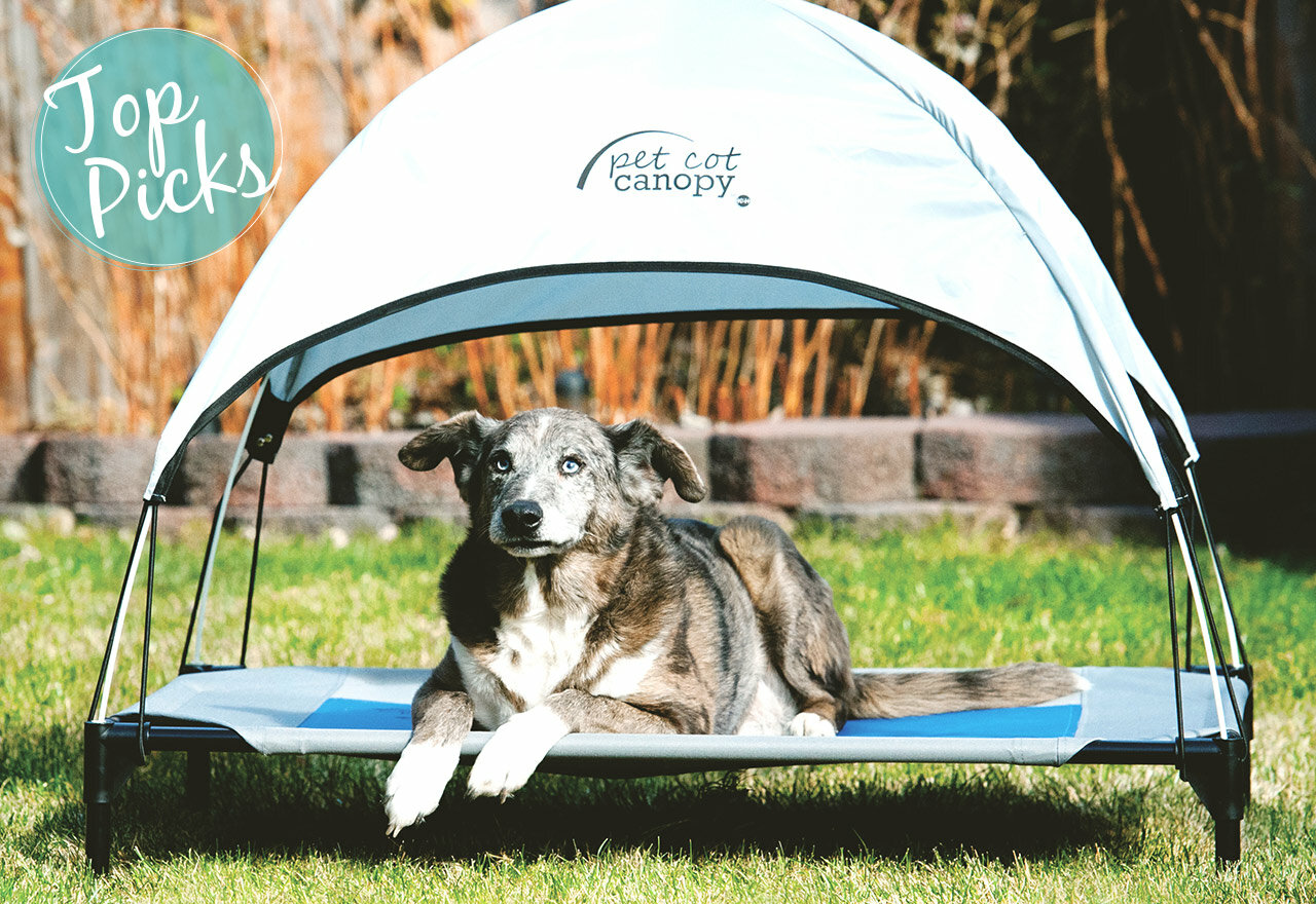 Wayfair sale: Big discounts on pet supplies, accessories