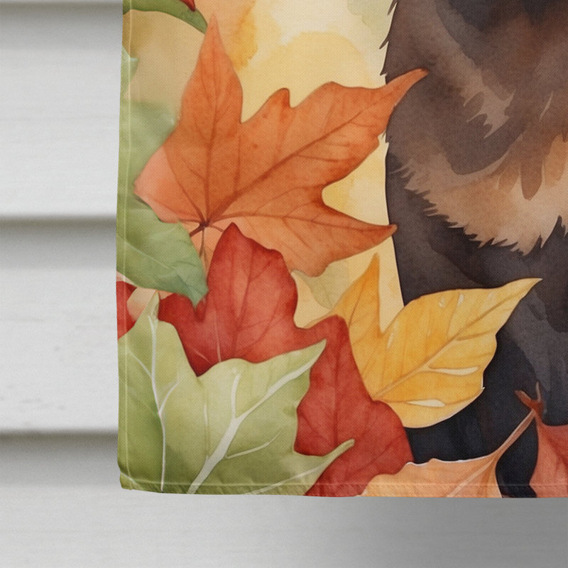 Chat en feuilles d'automne, Brun havane