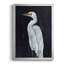 Calm Great Egret I - impression-1507152964-1507152963
