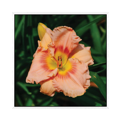 Daylily Garden X by Bethany Young - Print on Canvas