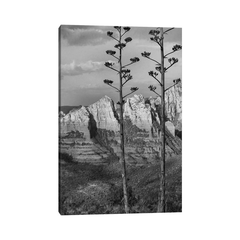 Agave, Red Rock Country From Schnebly Hill Vista,, Arizona - Wrapped Canvas Print, 20.32 cm H x 30.48 cm W