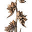 Star Pod Plant-1696371432