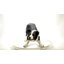 Statue de jardin Border Collie
