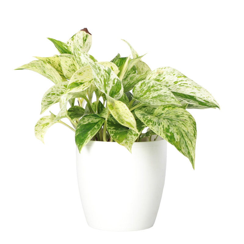 Marble Queen Pothos Plant in Pot, White