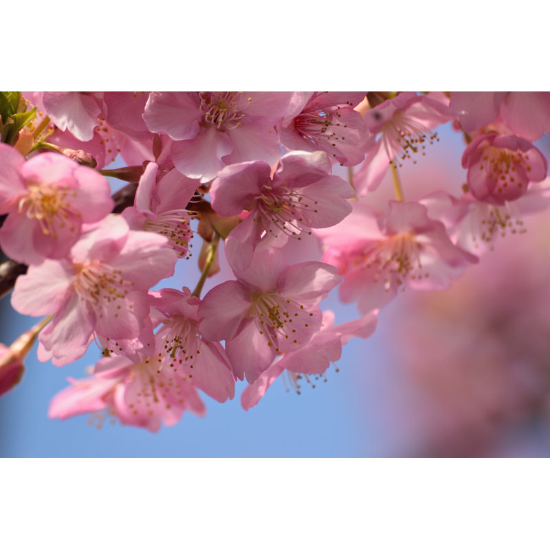 Japanese Cherry Blossom - Wrapped Canvas Print, 20cm H x 30cm W