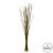 36'' Plant