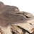 Cypress Natural Root Teak Wood Coffee Table