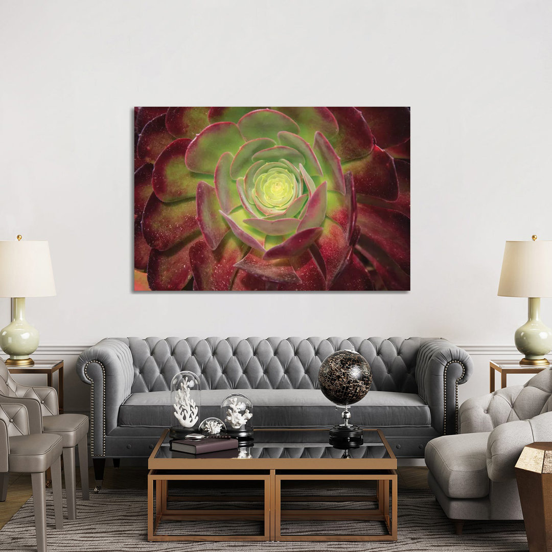 Succulent Named Prairie Sunset Or Houseleeks by Mallorie Ostrowitz - Wrapped Canvas Print