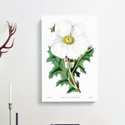 White Mexican Poppy Flower - Wrapped Canvas