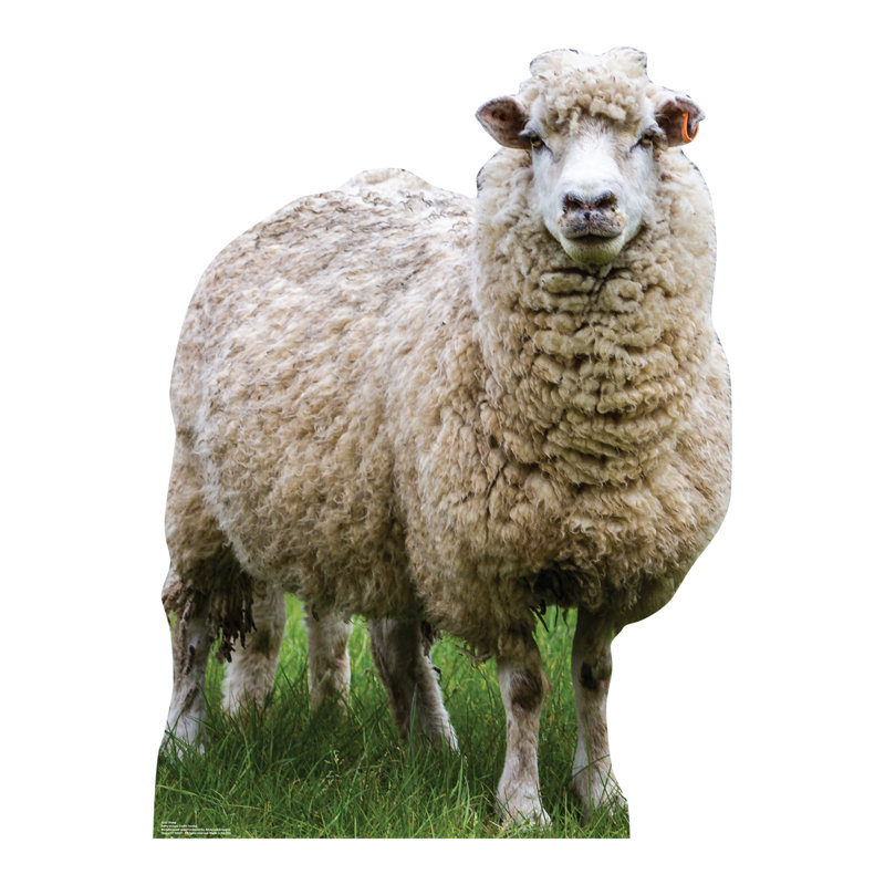 Sheep