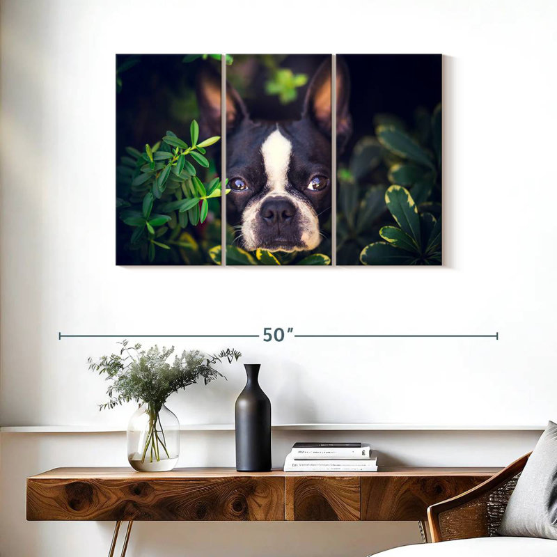 Brampt Boston Terrier Hiding, 24" H x 38" W
