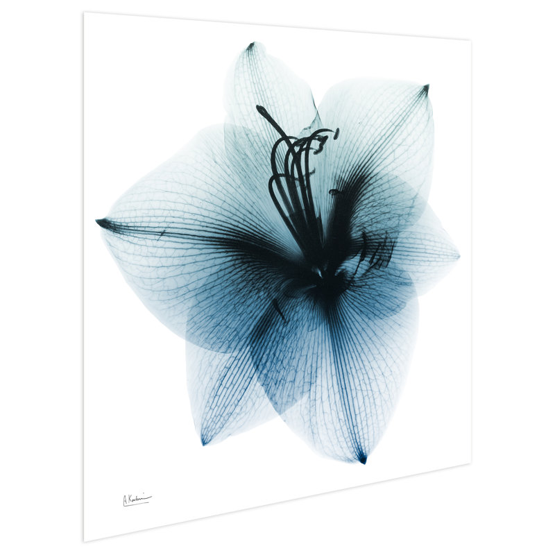 «Glacial Amaryllis» par Albert Koetsier - reproduction de photo sans cadre sur verre