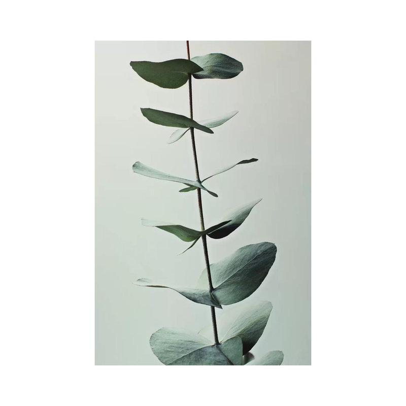 Eucalyptus Green I by Monika Strigel - Painting on Canvas, Wrapped Canvas, 45.72cm H x 30.48cm W x 1.91cm D