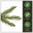 Dunhill Fir Fir Tree-2032998418