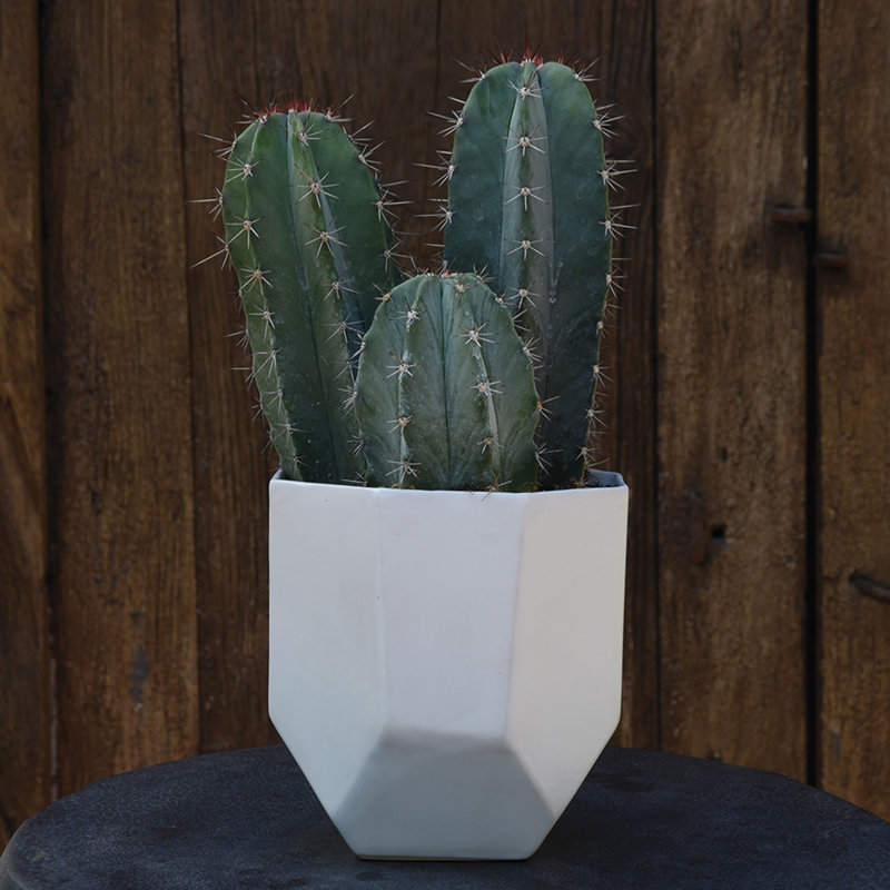 Vase de table Camarena