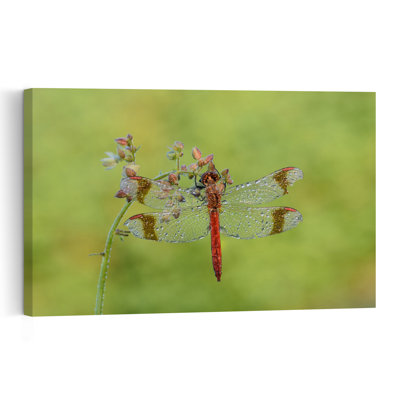 Morning Dew Dragonfly Delicate Peaceful Vibrant Dragonfly Flower Nature Wall Art Print 1 Piece Wrapped Canvas Wall Art