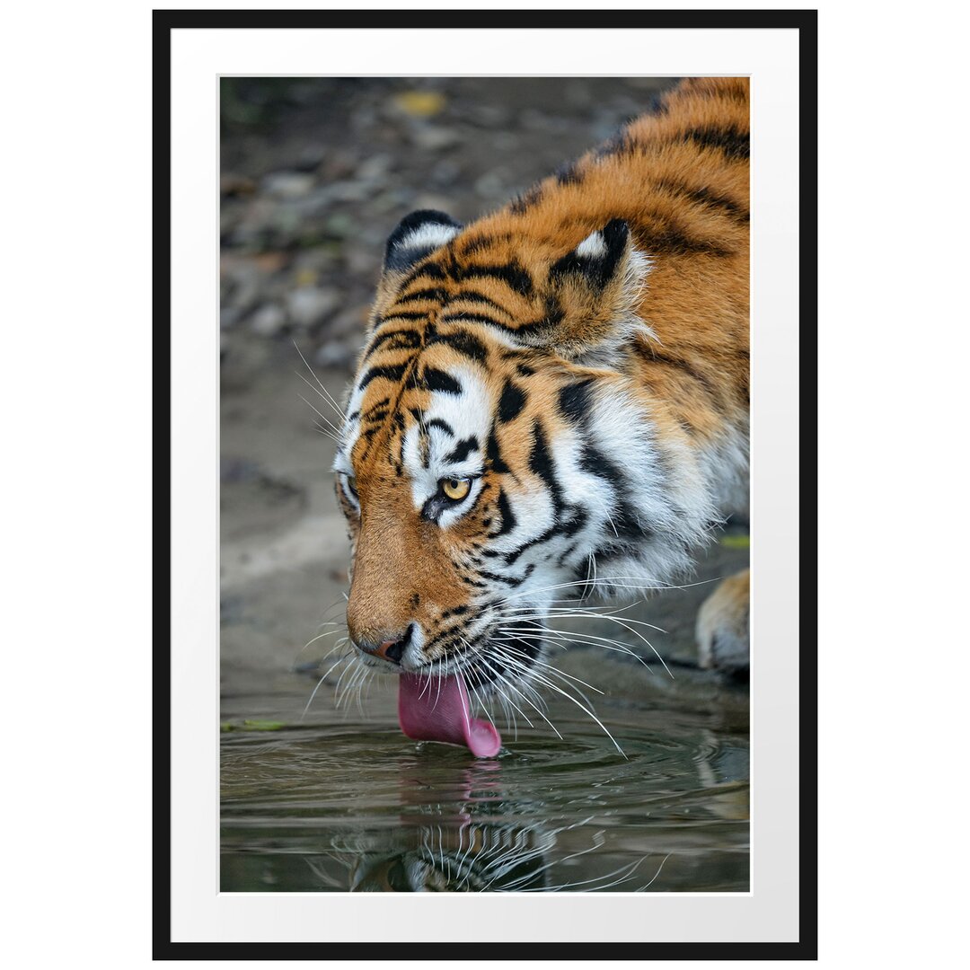 Gerahmtes Poster Tiger am Wasser