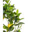 Faux Lemon Tree in Planter-917687703