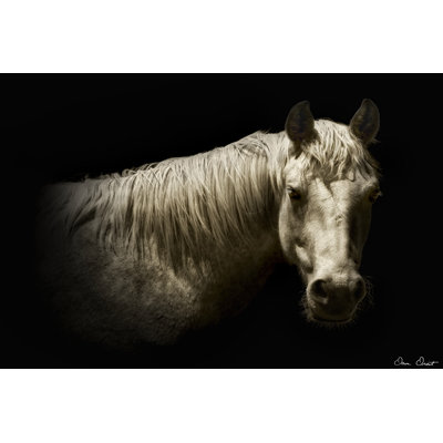 " Horse Portrait VI "
