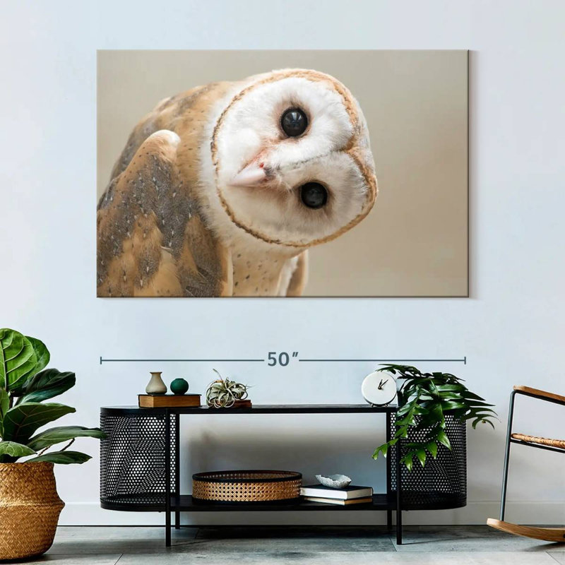 Brampt Barn Owl Gaze, 34" H x 51" W