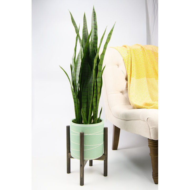 Jayzeon Handmade Pot Planter, Light Green/Ebony, 8" H x 8.9" W x 8.9" D