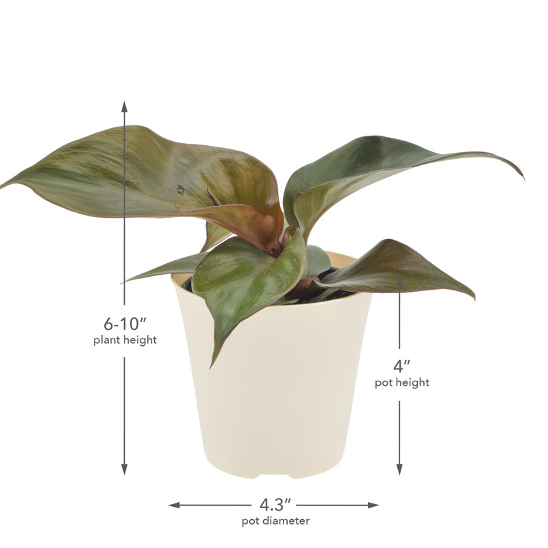 4" Philodendron Red Heart