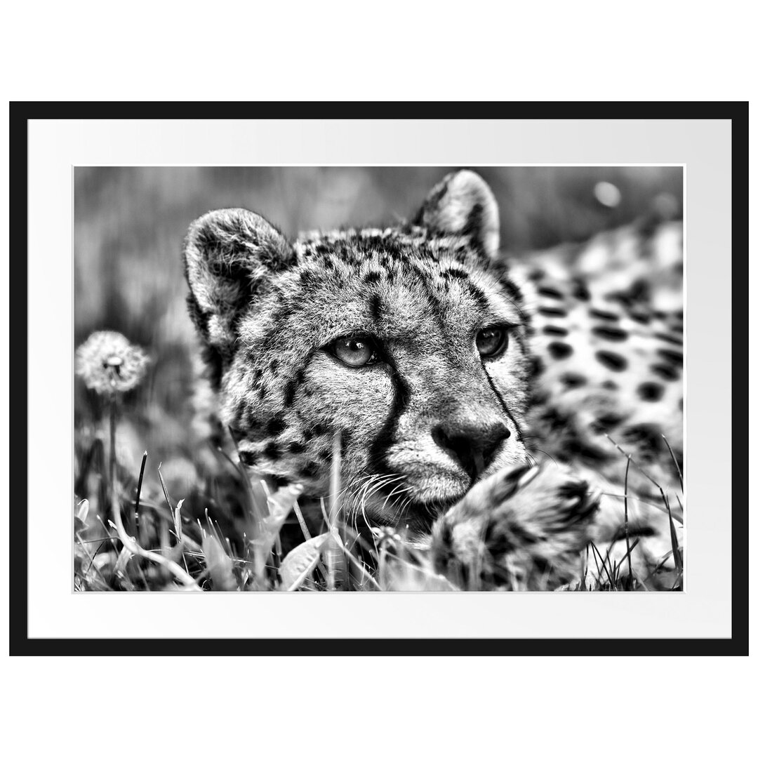 Gerahmtes Poster Gepard im Gras