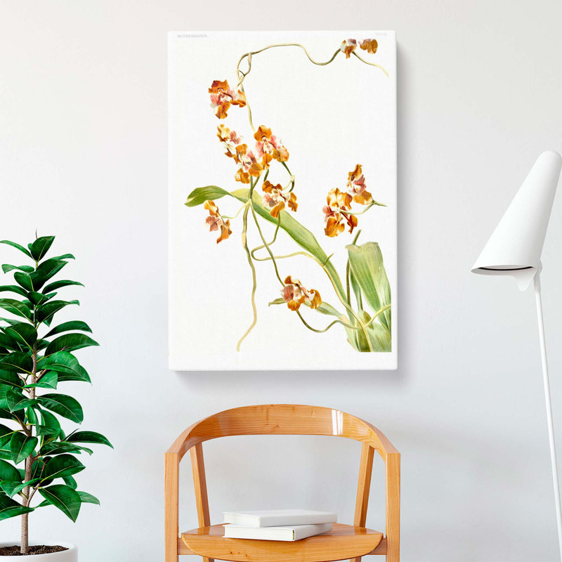 Magnolia Flowers Illustration Tab.60 by Frederick Sander - Wrapped Canvas Print, 91cm H x 60cm W x 3cm D