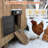 Automatic Chicken Coop Door Solar Powered, Cold Weather Electric Chicken Door Large Size Aluminum Door with Light Sensor & Timer with Power Off Emergency Mode 14.9" H x 11" W