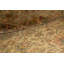 Wool Oriental Area Rug in Gold
