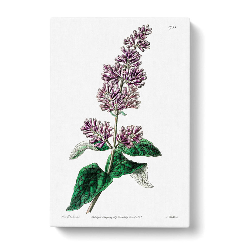 Hungarian Lilac Flowers - Wrapped Canvas Painting, 50cm H x 35cm W x 3cm D