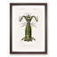 Giant Mantis Shrimp by Charles D'Orbigny - Framed Print-55608079-55608080