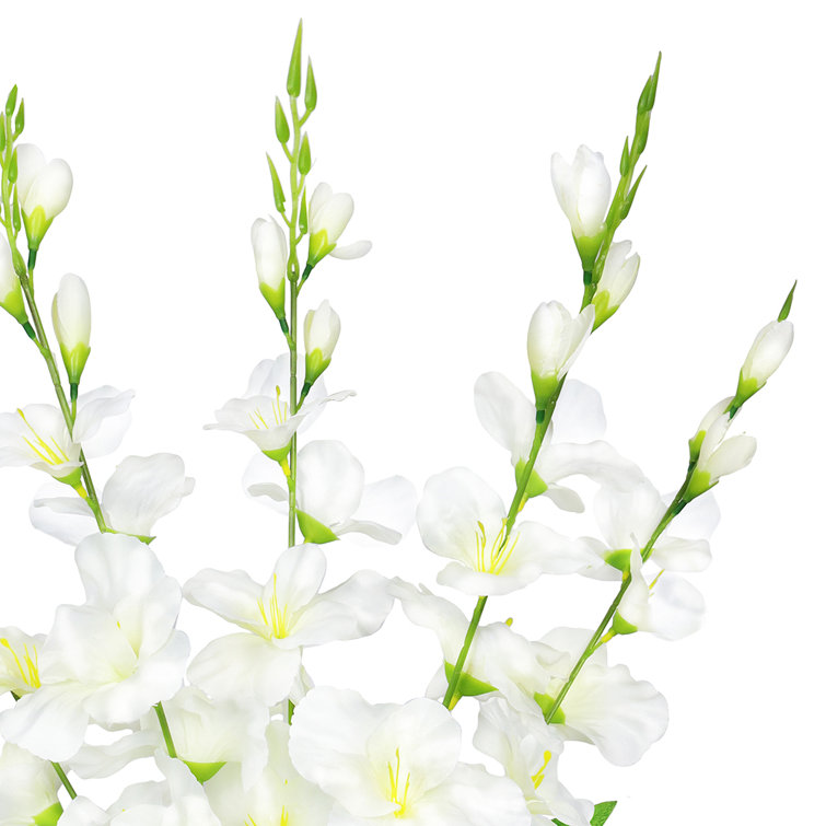 Gladiolus Bush Flower Stems - Set of 5
