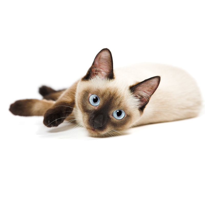 Photographie d'un chat siamois sur toile par Kovalvs, L 36 po x H 24 po