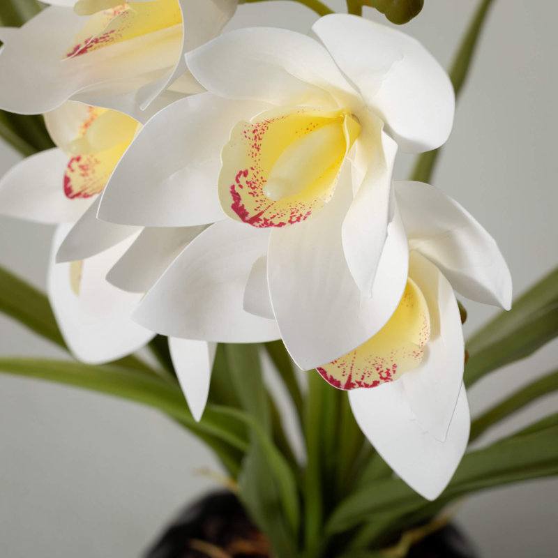 Arrangement cymbidium