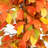 10ft. Autumn Ficus Artificial Fall Tree-271910622-271910620