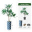 66 plantes-97700200