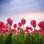 Tulipes rouges au crépuscule par Silkwayrain