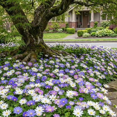 Colorful Mixed Anemone Blanda - 15 Bulbs - Blue, Purple & White Flowers - Attracts Butterflies, Bees & Hummingbirds