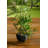 18 " H Faux Bamboo Plant in Resin Pot