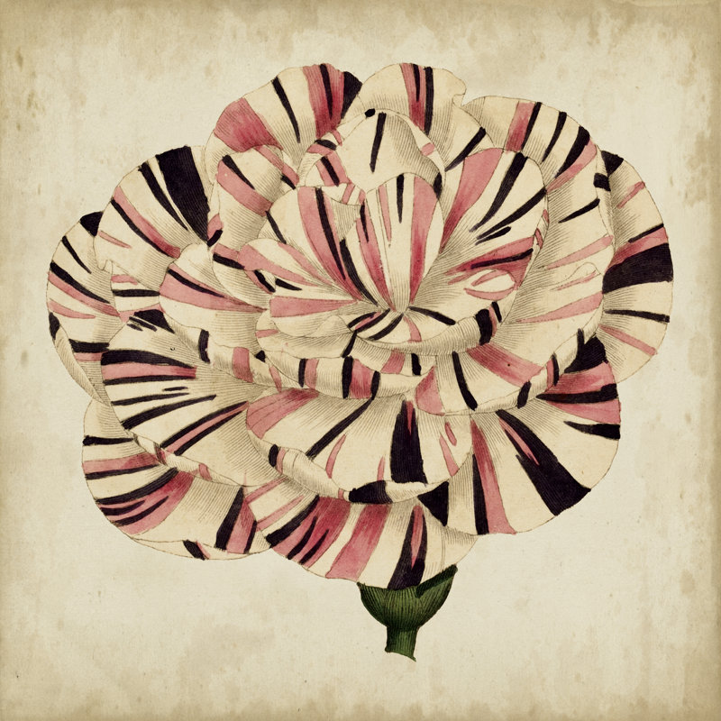 Pop Floral VI by Vision Studio - Wrapped Canvas Painting, 51cm H x 51cm W x 3.8cm D