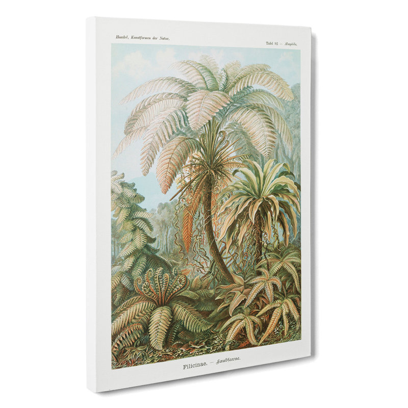 Ferns Vol.1 by Ernst Haeckel - Wrapped Canvas Painting, 50cm H x 35cm W x 3cm D