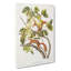 Squirrels by J.W. Audubon - Wrapped Canvas-55323455