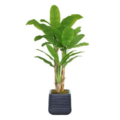 Bananier 78,57 po en pot