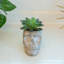 Plante molle en pot