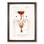 Octopus and Squid by Charles d Orbigny - Framed Print-55577198-55577199