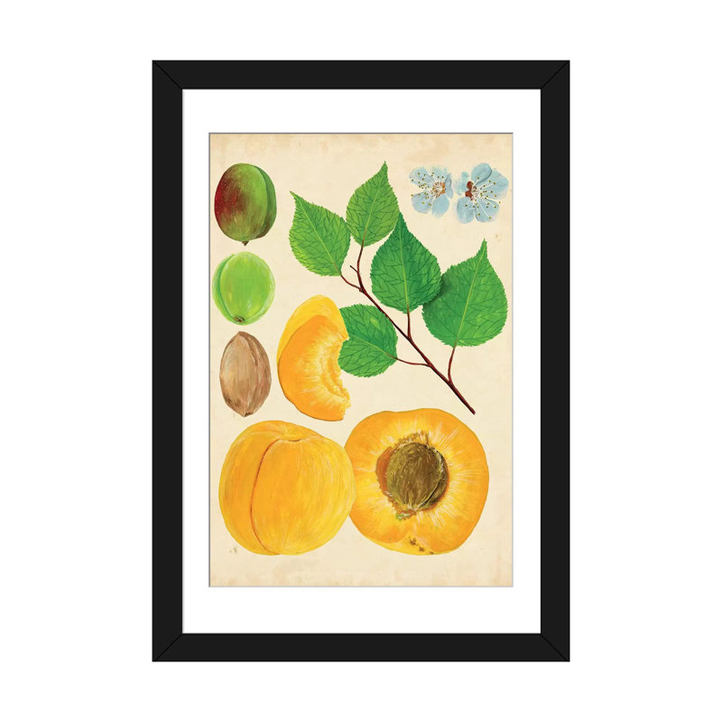 « abricot study ii », reproduction d’impression sur toile tendue, H 24 po x l 16 po x P 1 po, Papier d'art encadré noir